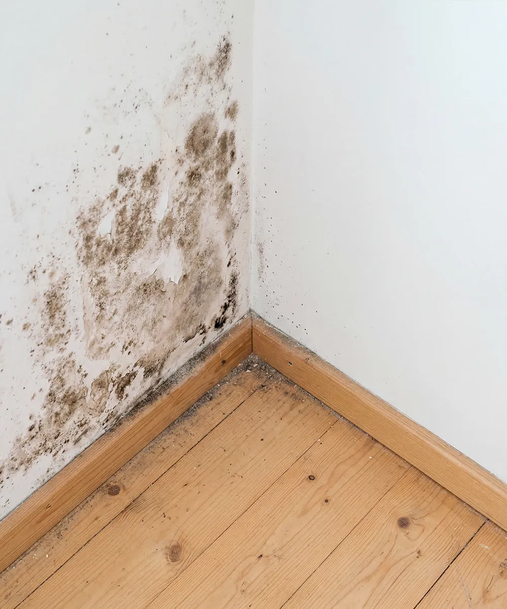 schimmelbefall